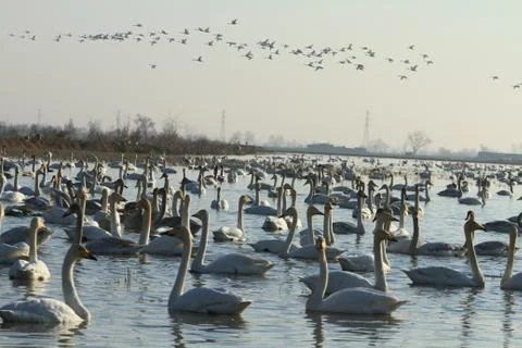 Swans lake Stock Photos
