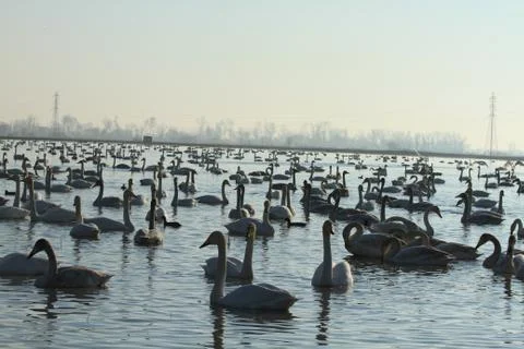 Swans lake Stock Photos