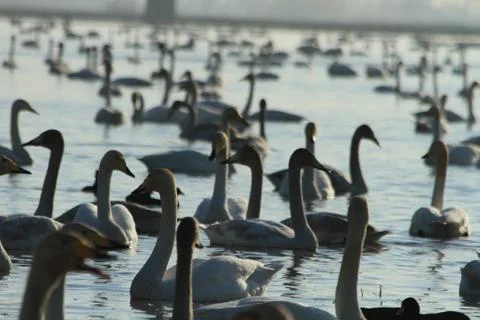 Swans lake Stock Photos