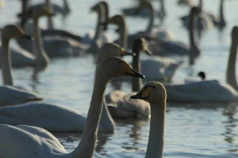 Swans lake Stock Photos