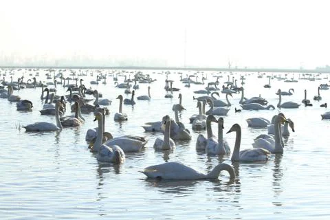 Swans lake Stock Photos