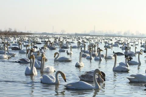 Swans lake Stock Photos
