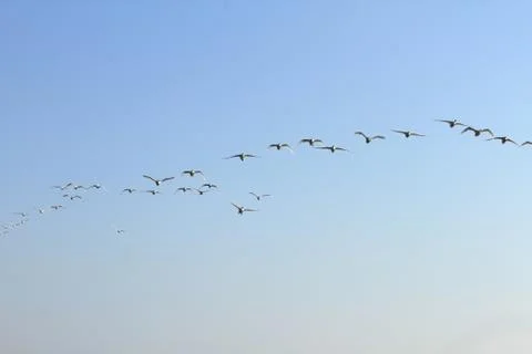 Swans lake Stock Photos