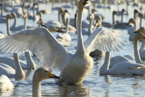 Swans lake Stock Photos