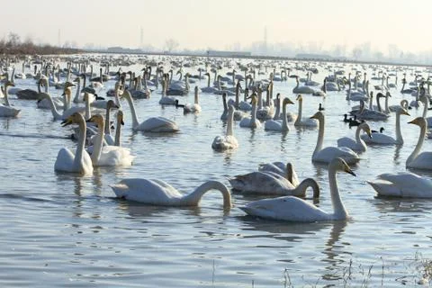 Swans lake Stock Photos