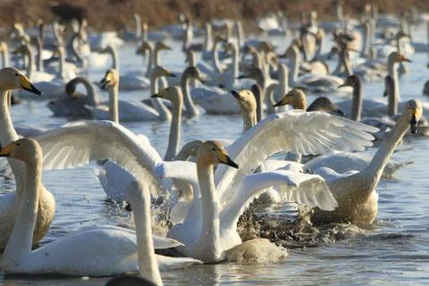 Swans lake Stock Photos