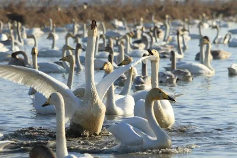 Swans lake Stock Photos