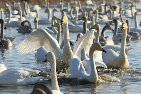 Swans lake Stock Photos