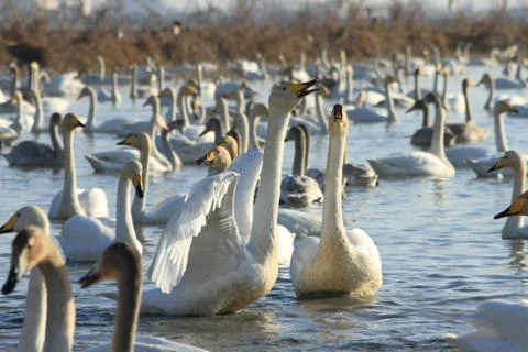 Swans lake Stock Photos