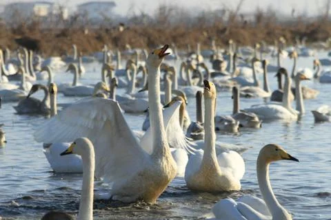 Swans lake Stock Photos