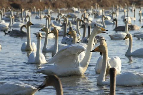 Swans lake Stock Photos