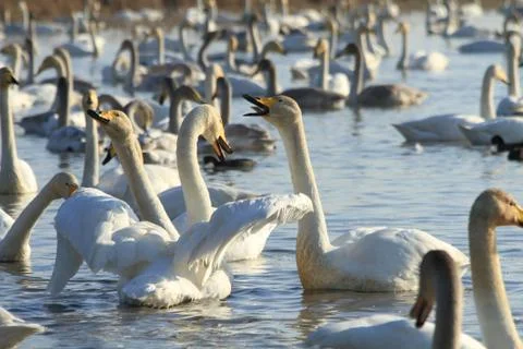 Swans lake Stock Photos