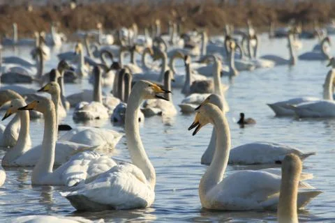 Swans lake Stock Photos