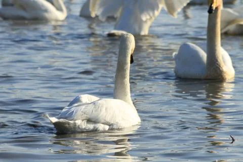 Swans lake Stock Photos
