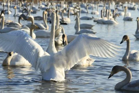 Swans lake Stock Photos