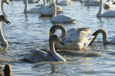 Swans lake Stock Photos