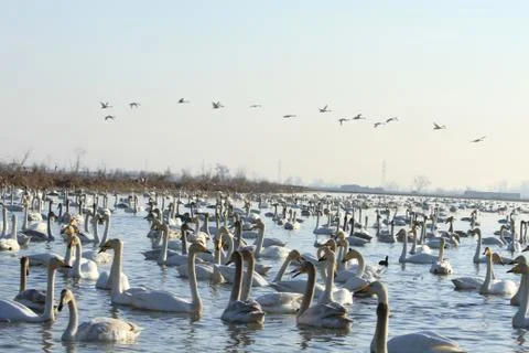 Swans lake Stock Photos