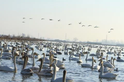 Swans lake Stock Photos