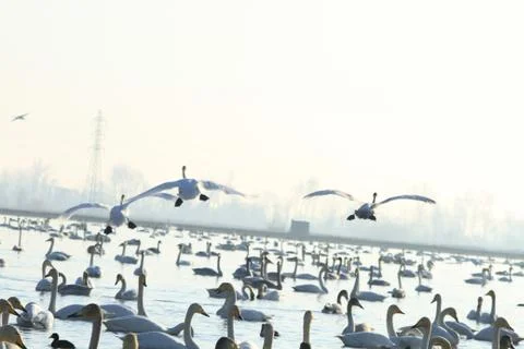Swans lake Stock Photos