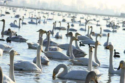 Swans lake Stock Photos