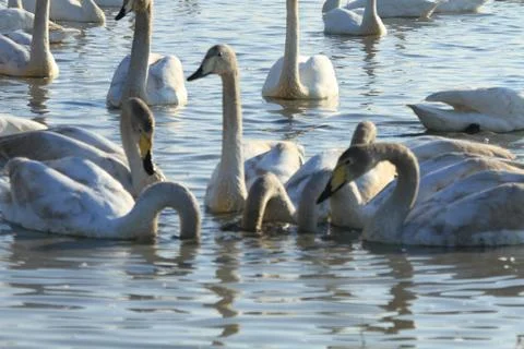 Swans lake Stock Photos