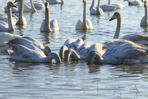 Swans lake Stock Photos