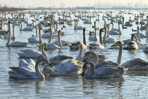 Swans lake Stock Photos