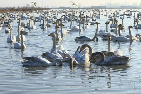 Swans lake Stock Photos