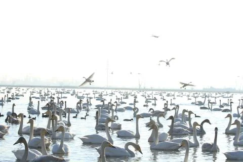 Swans lake Stock Photos