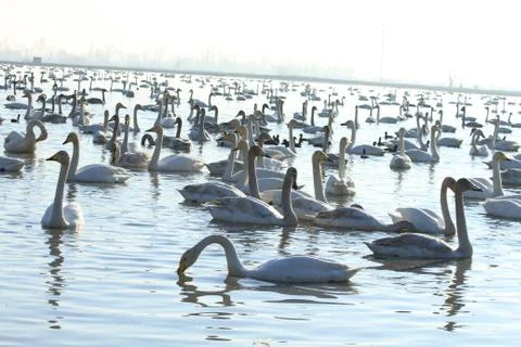 Swans lake Stock Photos