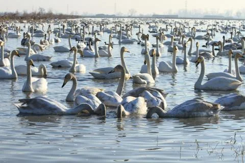 Swans lake Stock Photos