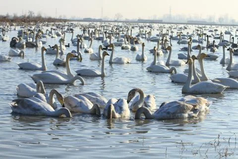 Swans lake Stock Photos
