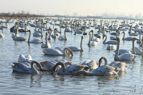 Swans lake Stock Photos