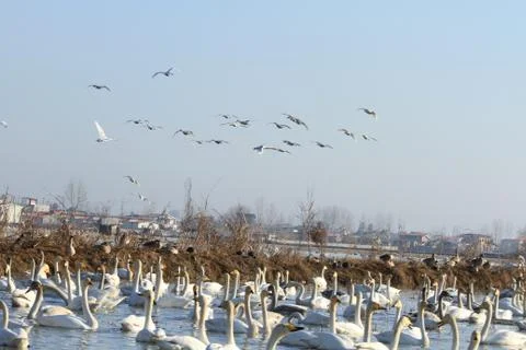Swans lake Stock Photos