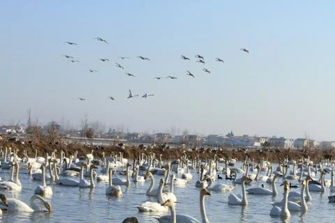 Swans lake Stock Photos