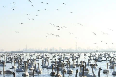 Swans lake Stock Photos