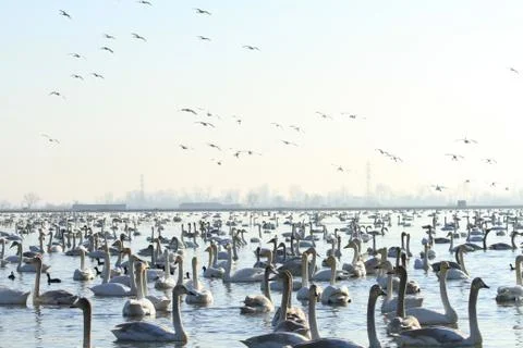 Swans lake Stock Photos