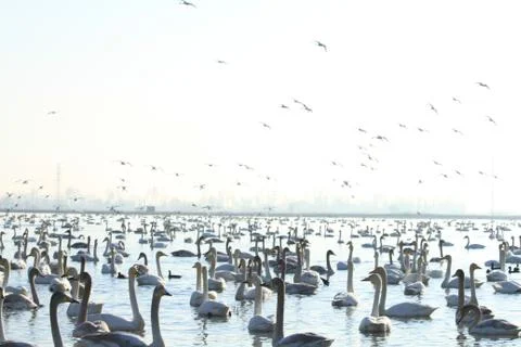 Swans lake Stock Photos