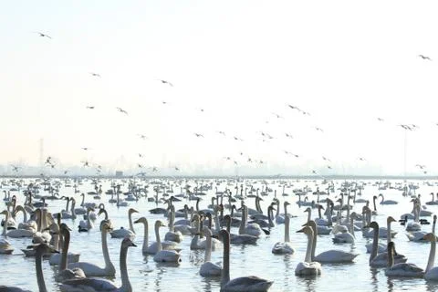 Swans lake Stock Photos