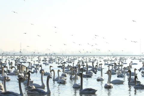 Swans lake Stock Photos