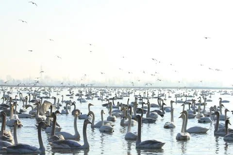 Swans lake Stock Photos