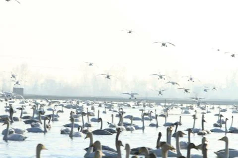 Swans lake Stock Photos
