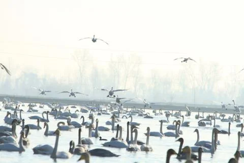 Swans lake Stock Photos