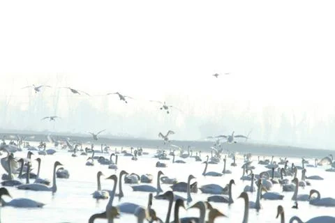 Swans lake Stock Photos