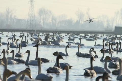 Swans lake Stock Photos