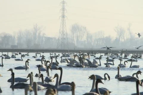 Swans lake Stock Photos