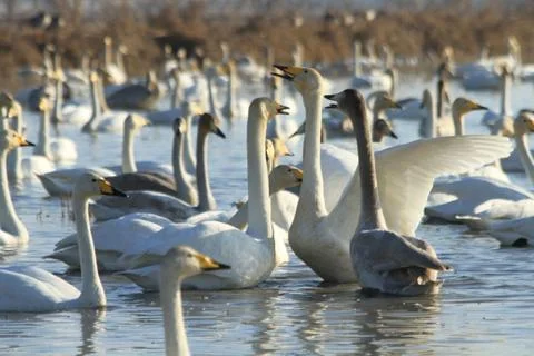 Swans lake Stock Photos