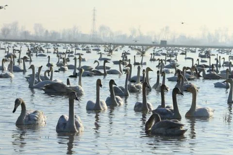 Swans lake Stock Photos