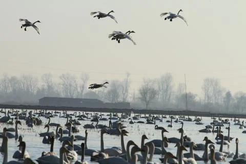 Swans lake Stock Photos