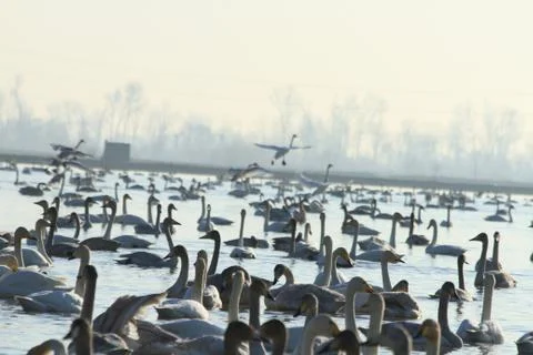 Swans lake Stock Photos